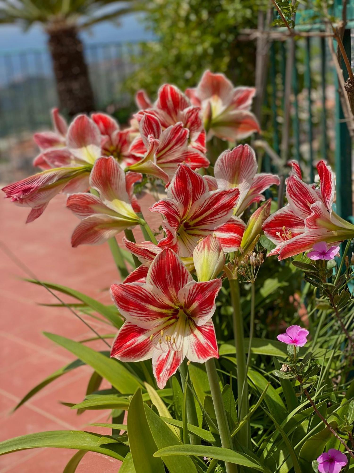 Bellavista Apartments Taormina Kültér fotó